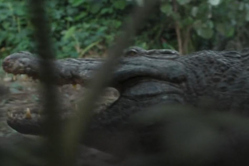 Crocodilo com boca aberta em meio à vegetação.