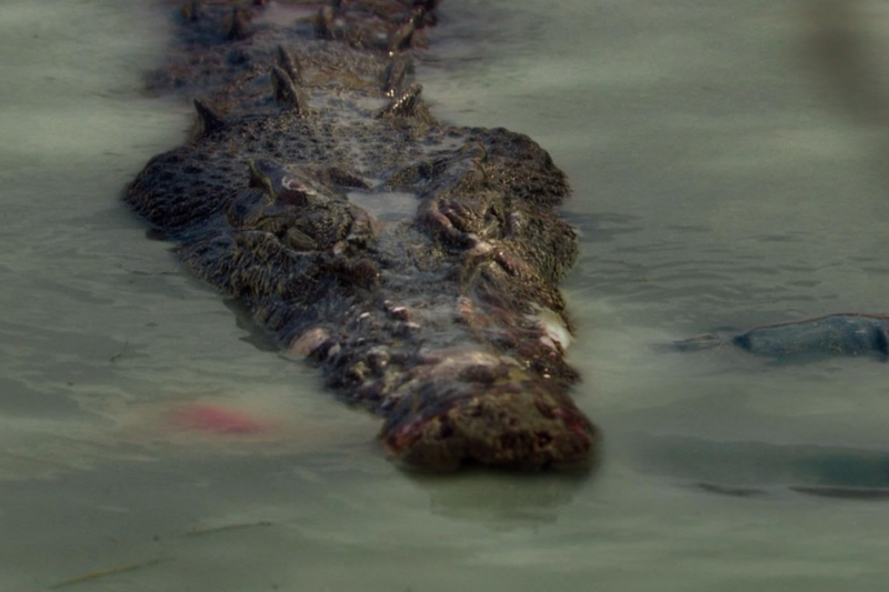 Crocodilo nada em água turva, com a cabeça exposta.