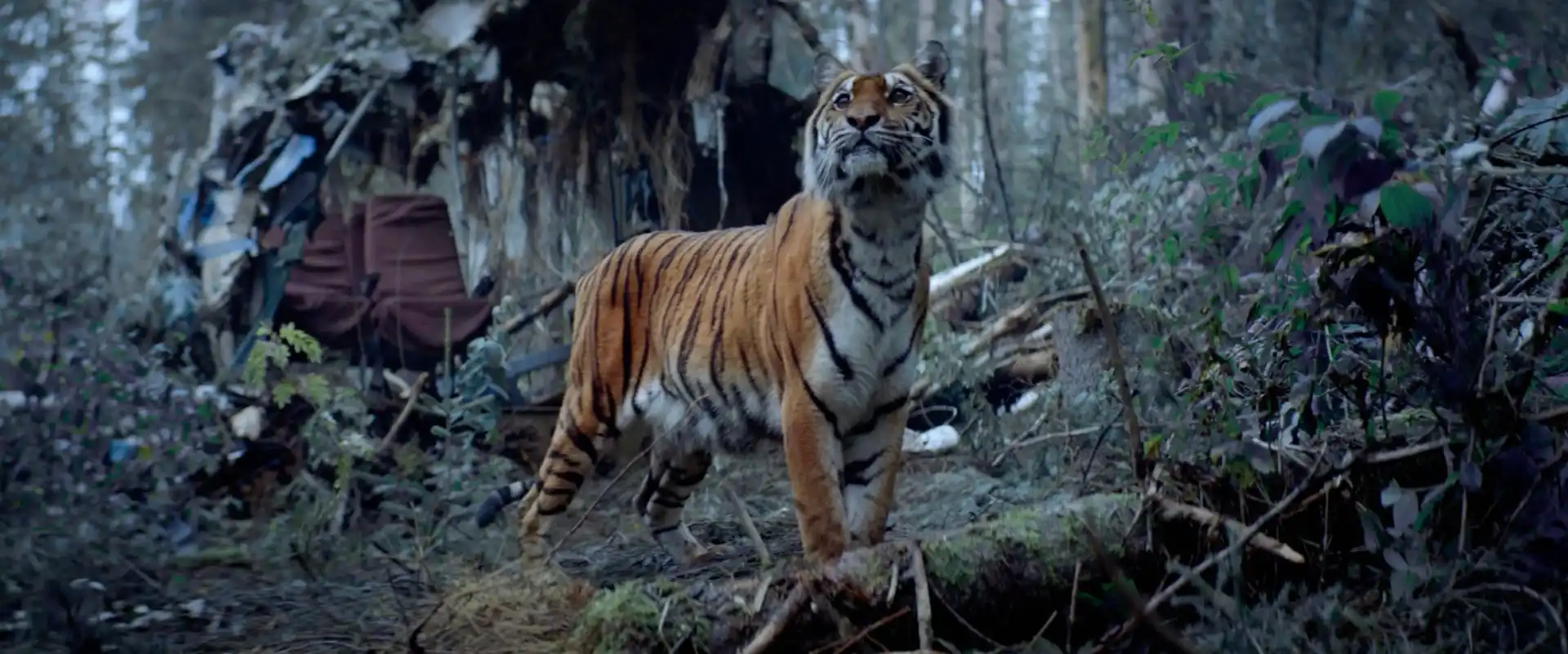 Um tigre siberiano encara os destroços do avião em cena do filme de sobrevivência A Única Sobrevivente
