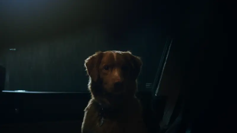 Good Boy