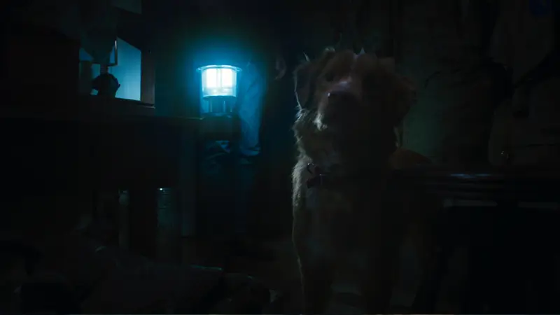 Good Boy